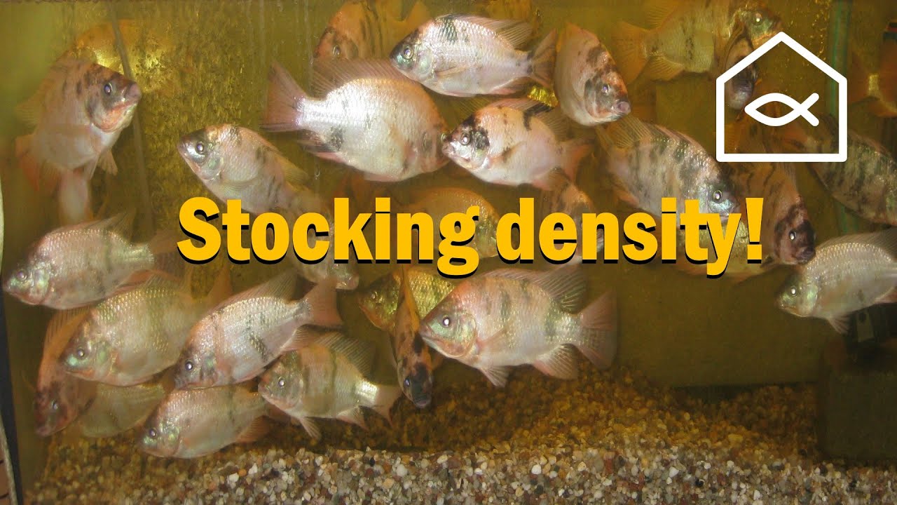 Stocking density!