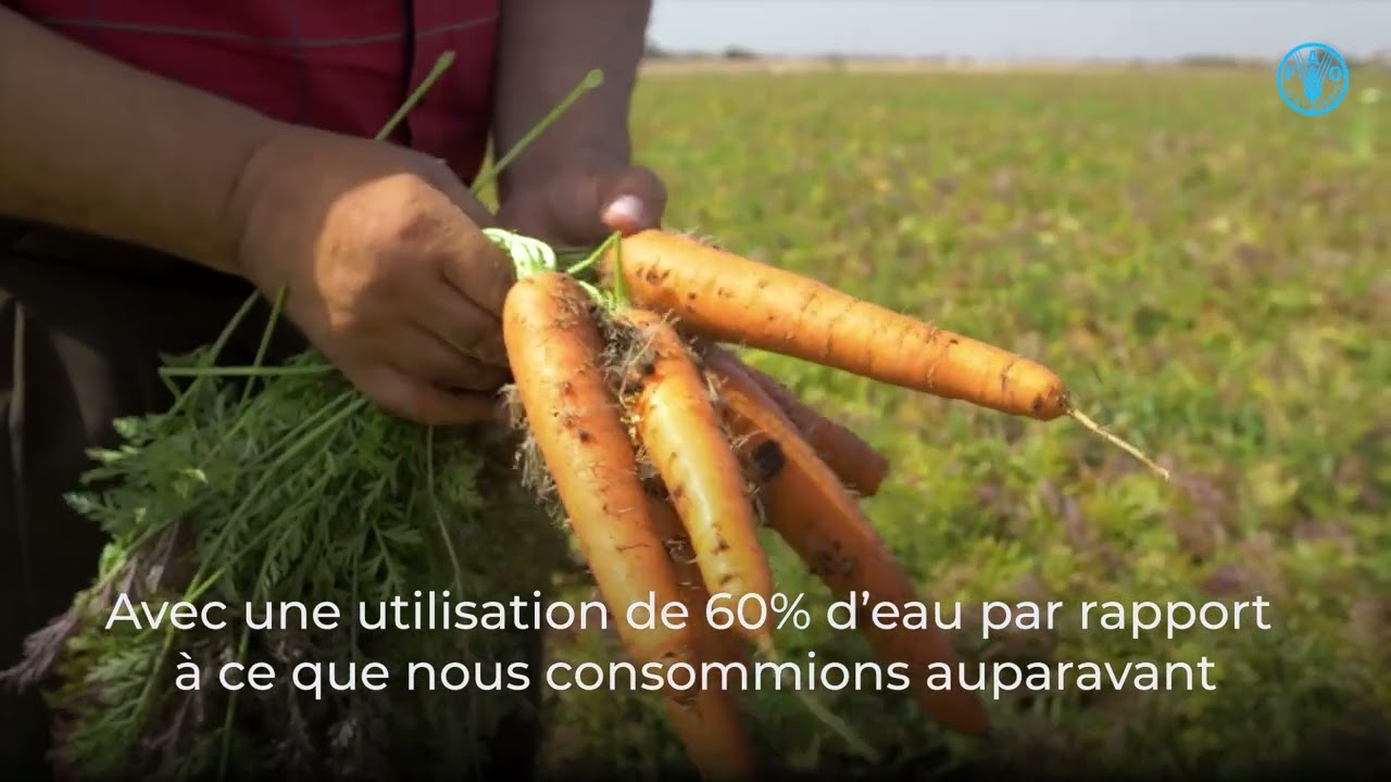 Carottes : Cet agriculteur produit 90 à 100 tonnes par hectare en réduisant sa consommation en eau.