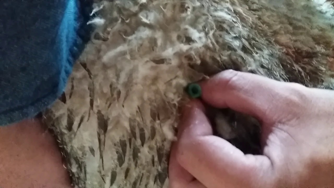 How to treat Acute Bloat in ruminants practical emergency