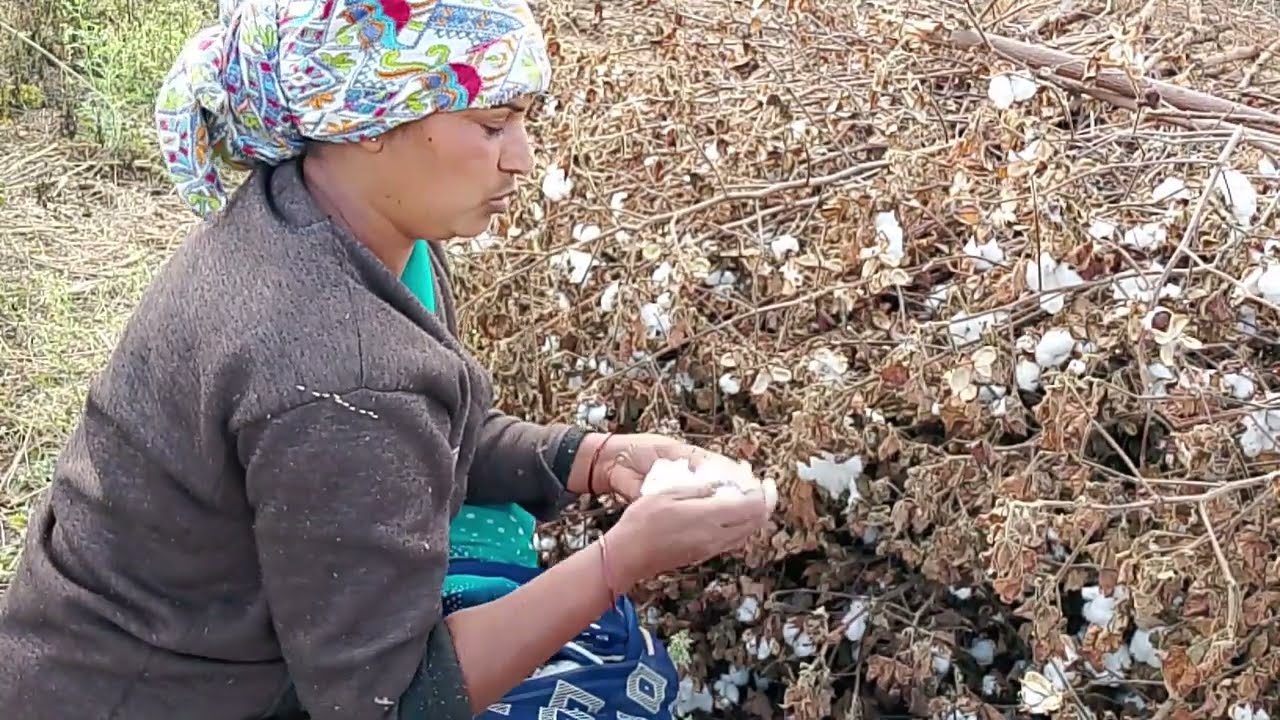 आज वेचला पराठीचा कापूस बोंदरी 