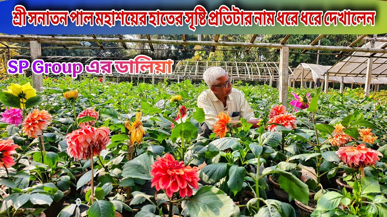 শ্রী সনাতন পাল মহাশয়ের হাতের সৃষ্টি প্রতিটা নাম ধরে ধরে দেখালেন / Dahlia plant care tips 