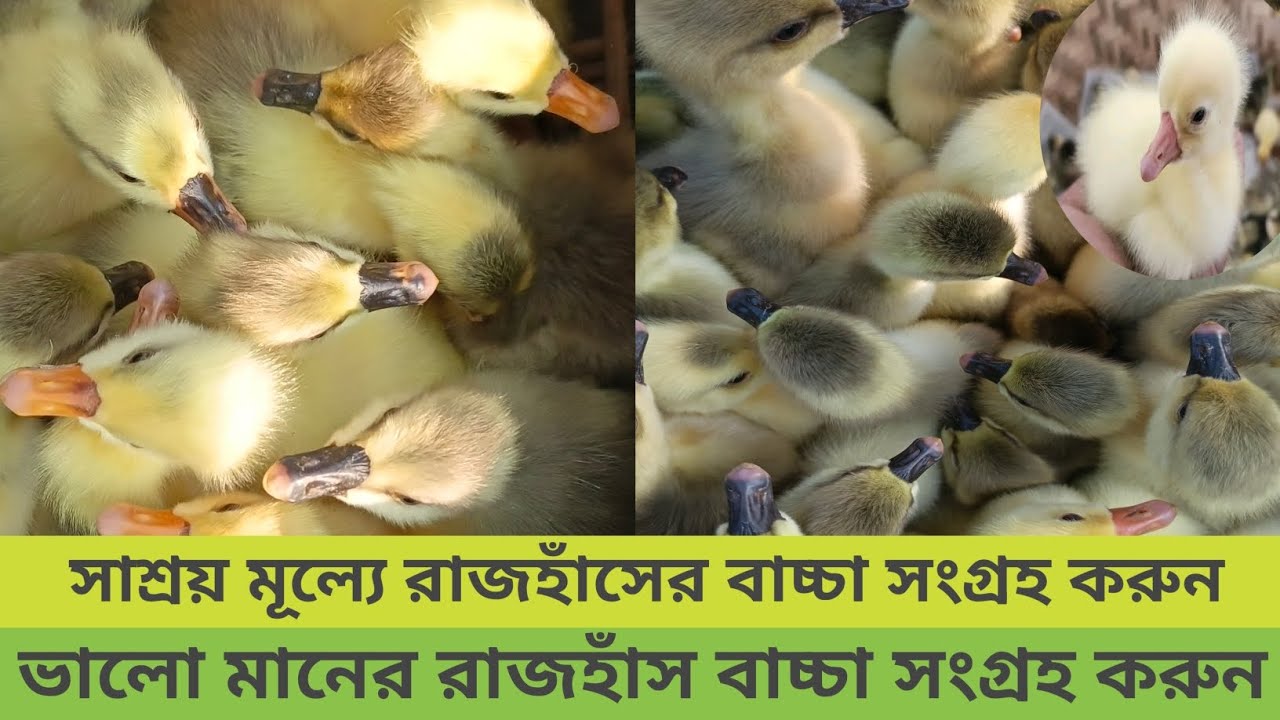  পানির দামে রাজহাঁসের বাচ্চা সংগ্রহ করুন 10 থেকে 12 দিন বয়সের বোর্ডিং রাজ হাঁসের বাচ্চা#01799855107