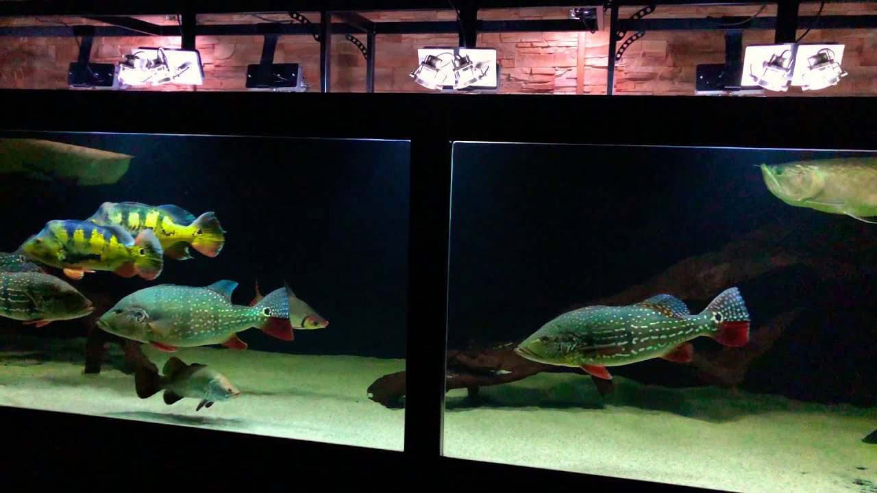 Cichla temensis & monoculus