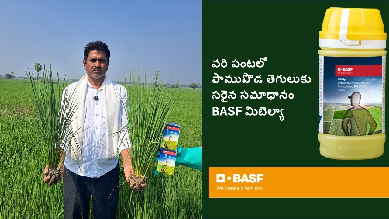 వరి పంటలో పాముపొడ తెగులుకు సరైన సమాధానం BASF మిబెల్యా