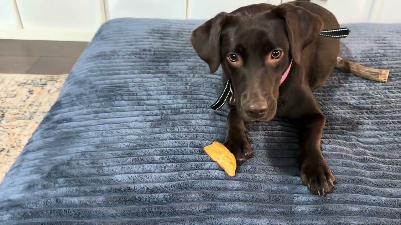 Dog Taste Test, Packaging, and Review of Davies Sweet Potato Dog Treats