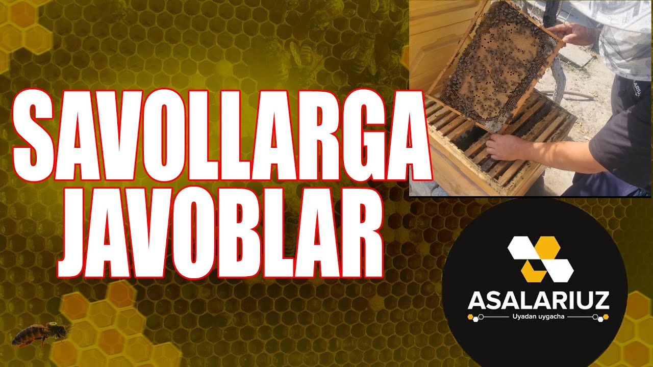 Savollarga javoblar.