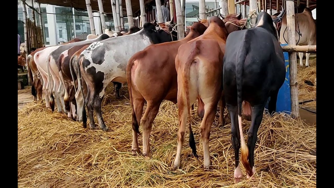 Gorur Haat 2019 | July Cow Collection | Deshi & Indian Cow | KazirBazar Cow Market,Sylhet (1)