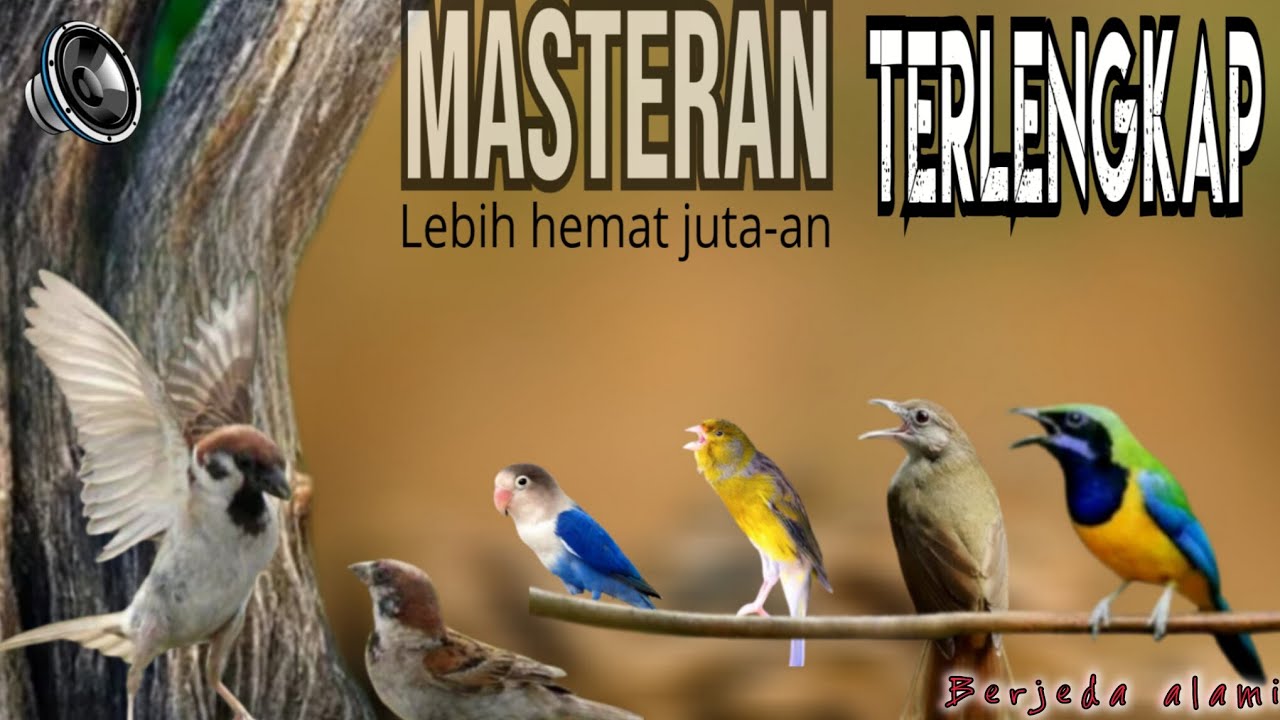 🔴MASTERAN TERLENGKAP HEMAT JUTA-AN ❗cungkok kapas tembak kenari lovebird greja tarung