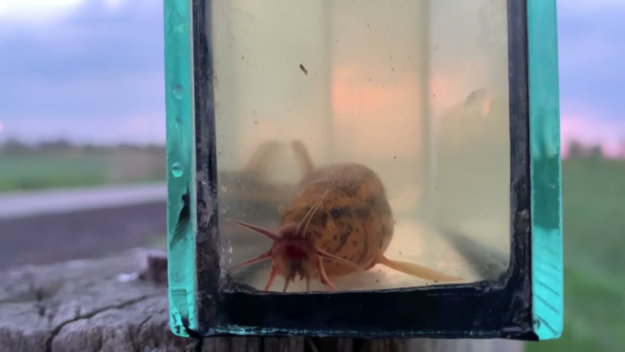 Grote modderkruiper / European weather loach (Misgurnus fossilis) (2)