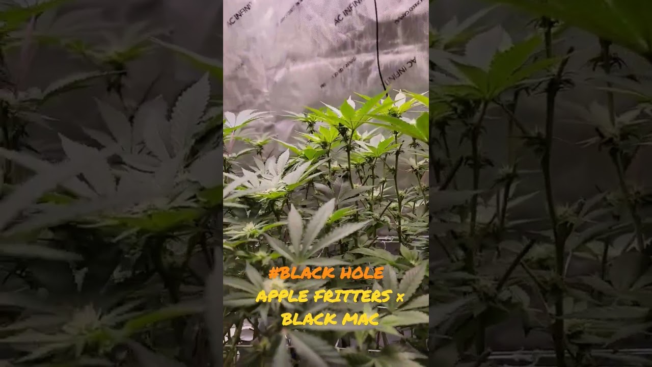 Black Hole comin along strong 💪  #robinhoodseeds #thctitan #squareonegenetics