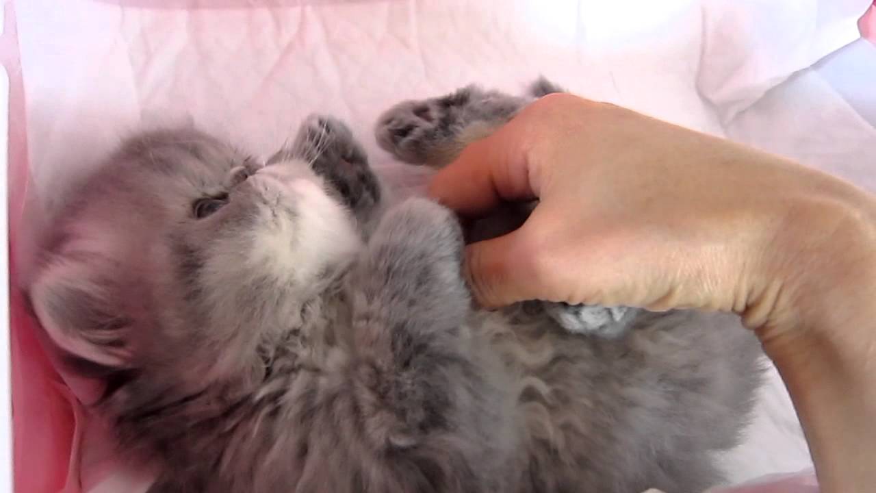エキゾの子猫　お返事する　タビオちゃん9372.MOV