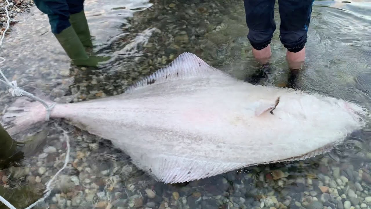 Kveite p&aring; 157,1kg tatt i Salangen