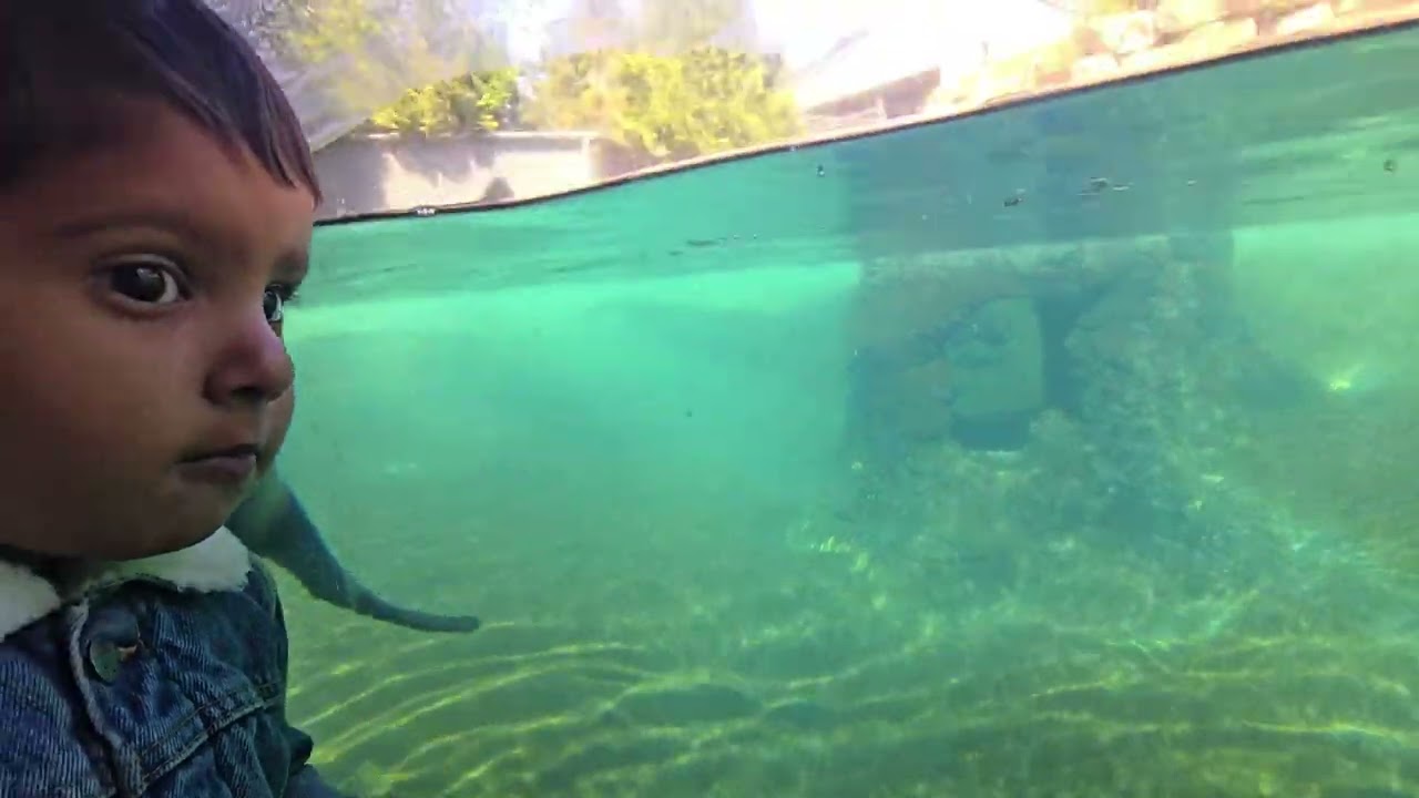 A Day at Dublin Zoo | Amazing Animals in Dublin, Ireland