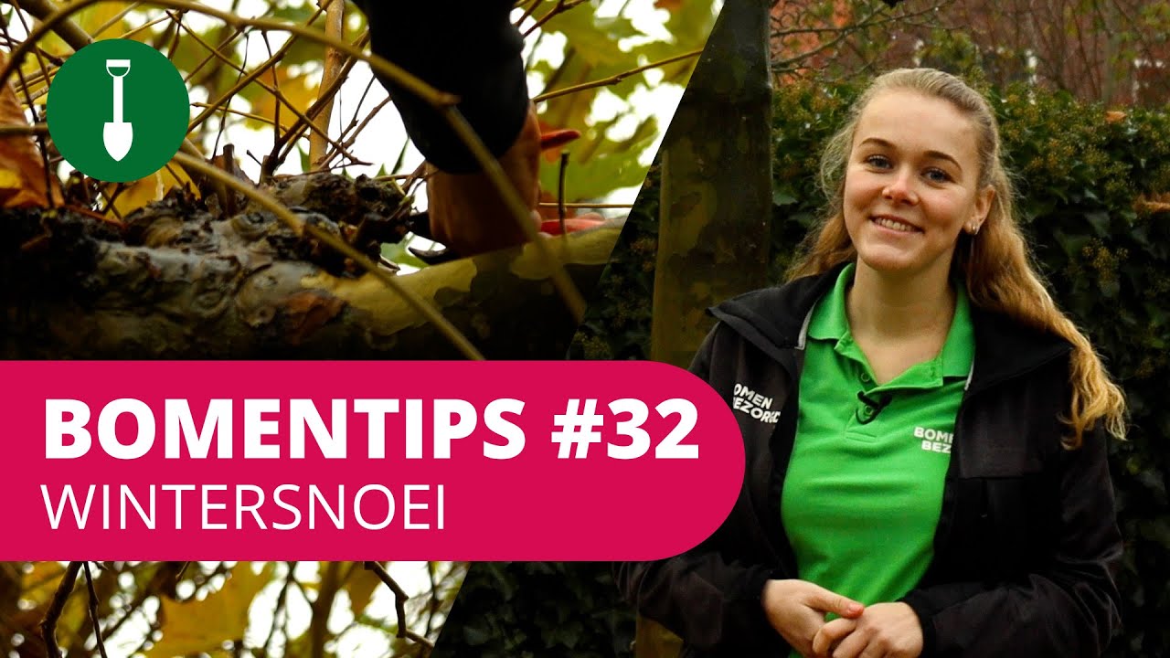 BOMENTIPS #32 | Wintersnoei