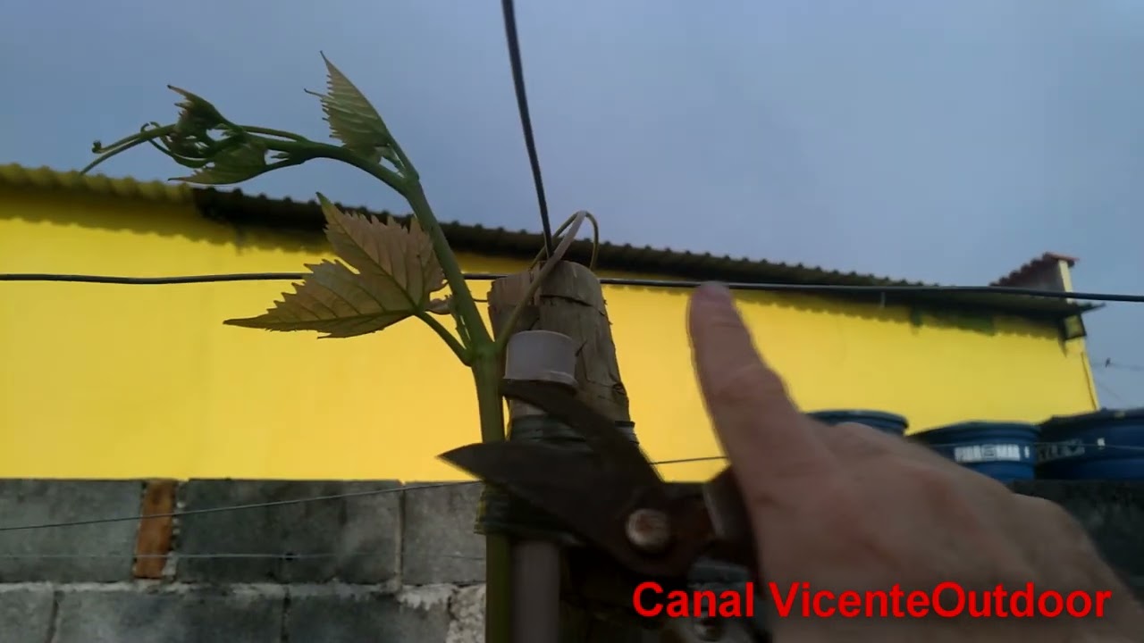 Primeira poda de formação para sua  Uva ( Videira )