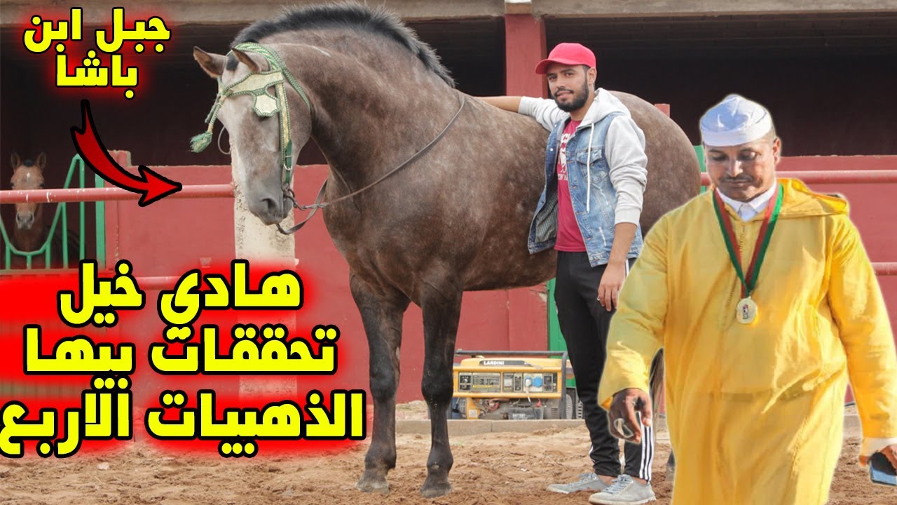 عشنا نهار في اسطبل ماهير البشير شفنا خيول ملكية علي صهوتها حققت اربع ميداليات ذهبية