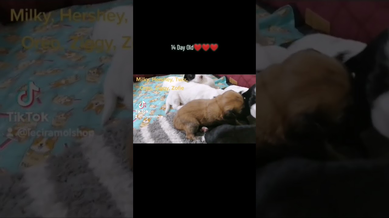 14 Days Old puppies (Border Collie mix Turjak) My little paws ❤️🐶