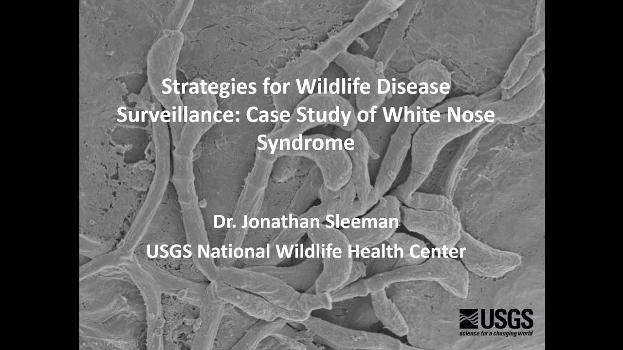 Strategies for Wildlife Disease Surveillance: Case Study of White-Nose Syndrome in Bats