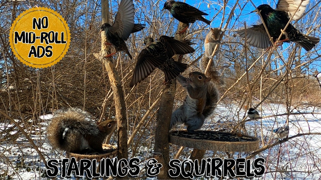 Video for Cats & Dogs to watch | Birds & Squirrels | Background Ambience for Wildlife/Nature Lovers