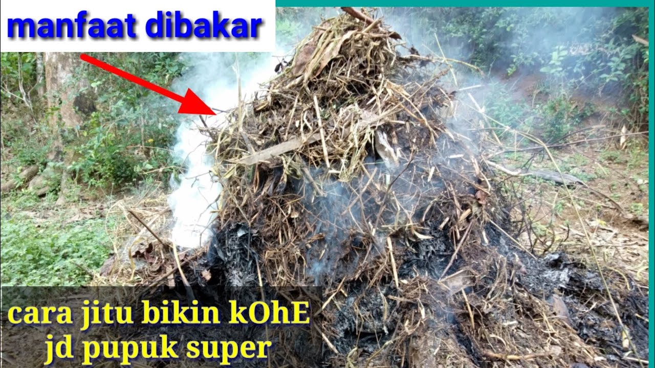 manfaat kotoran kambing dibakar - trik jitu bikin kohe jd pupuk josss