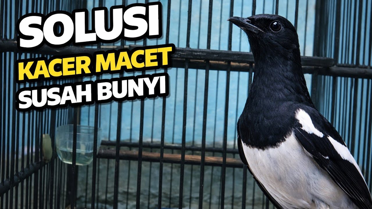 Terapi Kacer malam hari tersukses paling di cari