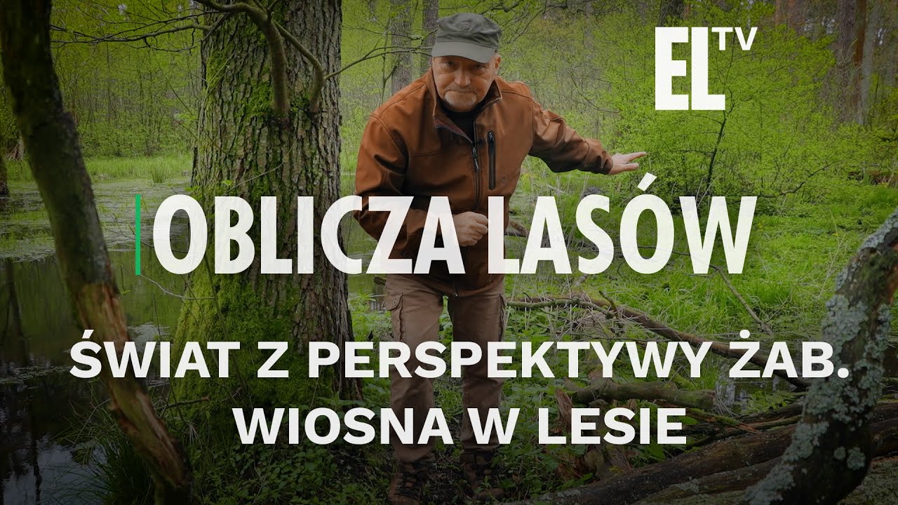 Świat z perspektywy żab. Wiosna w lesie | OBLICZA LASÓW #149