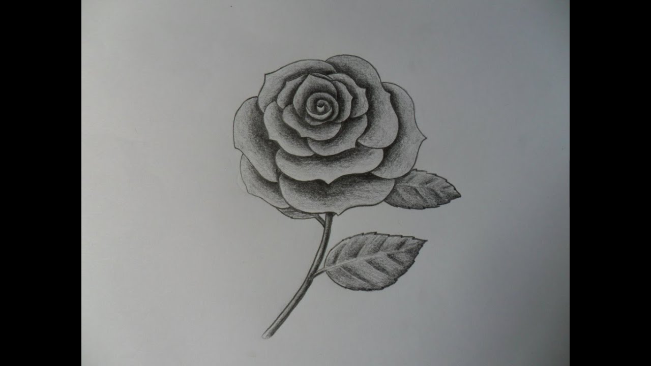 Como dibujar una Rosa, improvisándola.Muy fácil.  How to draw a rose, improvising it. Very easy.