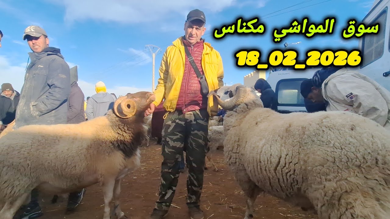 مباشرة من السوق الأسبوعي للمواشي أربعاء مكناس بتاريخ 18/02/2026 السوق ناشط قبل يوم من حلول رمضان