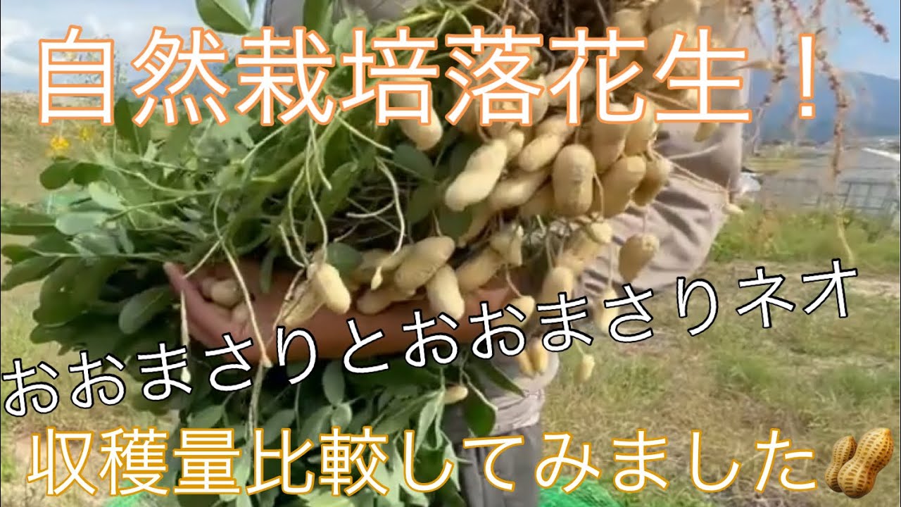 64 生落花生収穫！おおまさりとネオの収穫量比較　2024.11.4