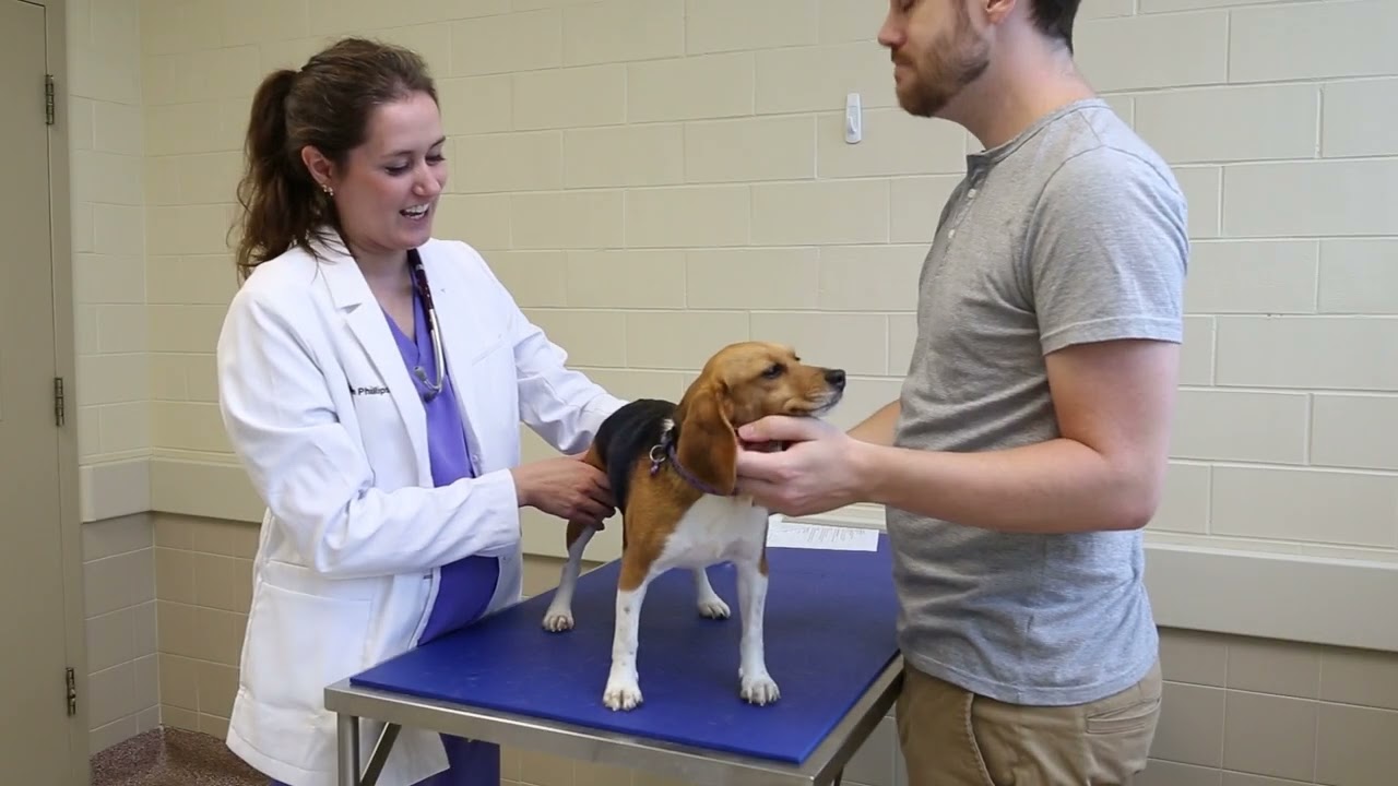 The Talking Physical Exam