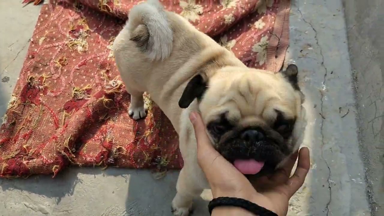 best pug dog video || cute dog || vlog 01