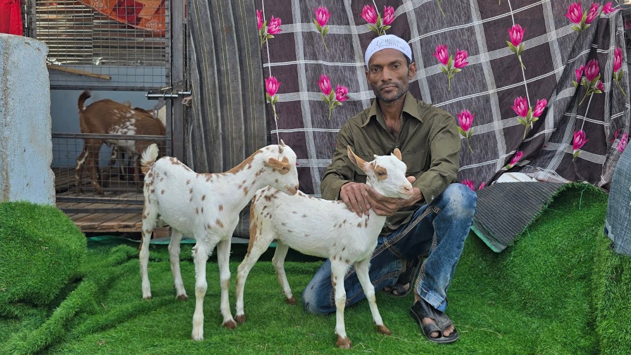 Barbari goats at DK goat farm Aurangabad Maharashtra 