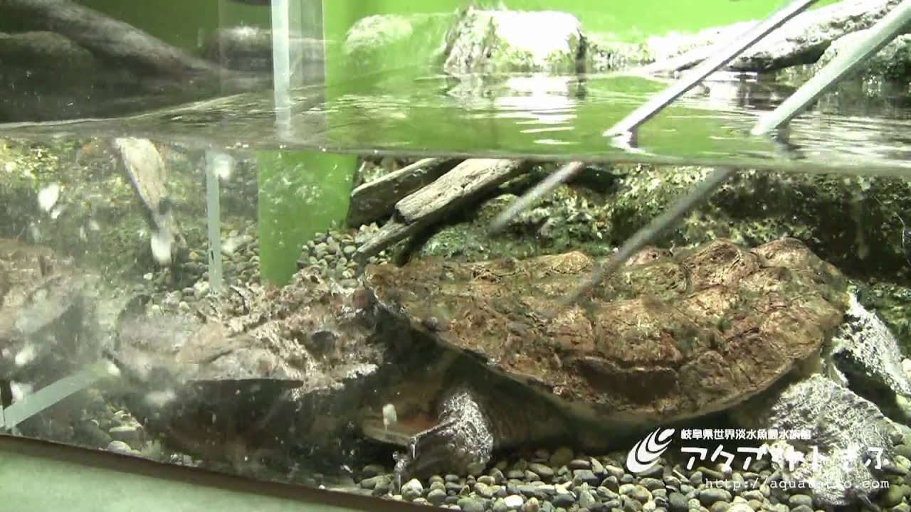 マタマタ