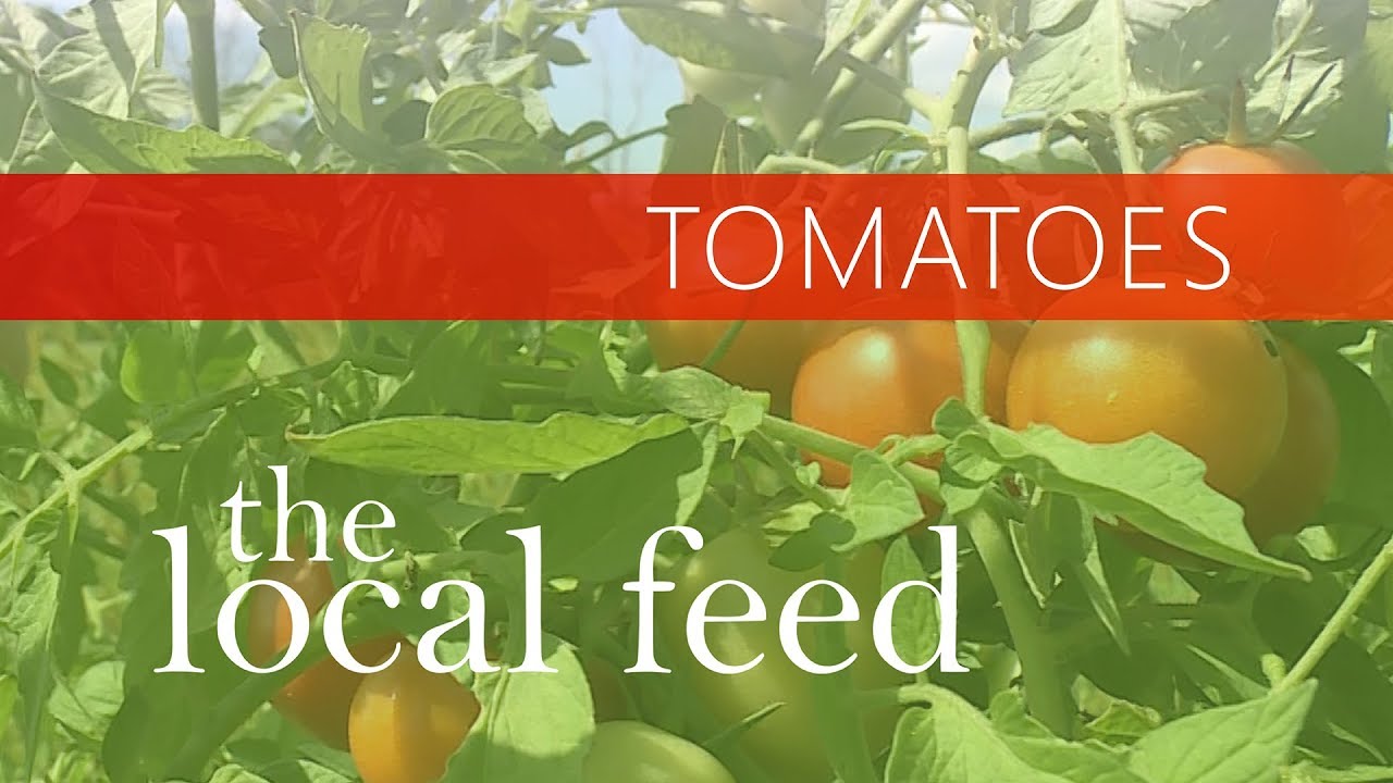 Tomatoes | Black Horse Farms | The Local Feed