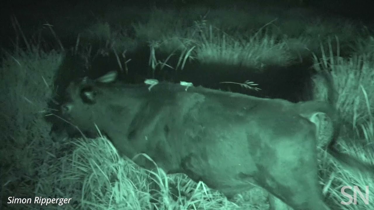 Watch two vampire bats suck blood from a cow | Science News