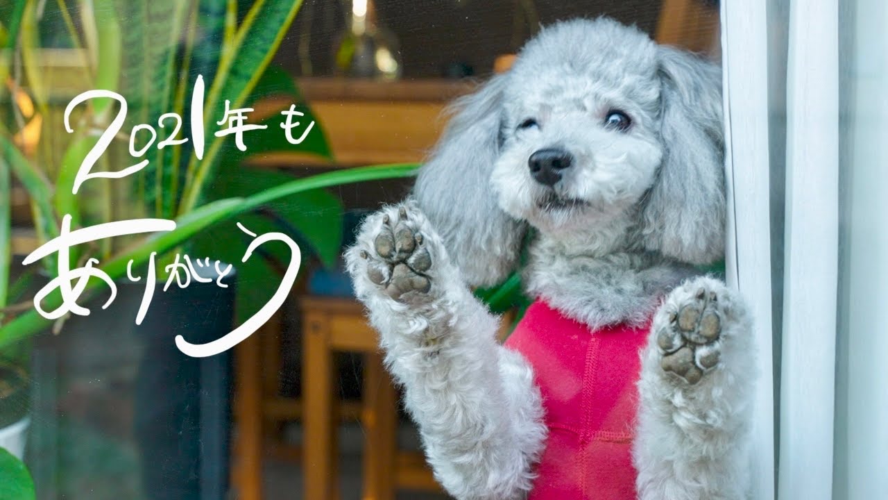 🐶愛犬が居てくれたから、とっても幸せな一年でした。