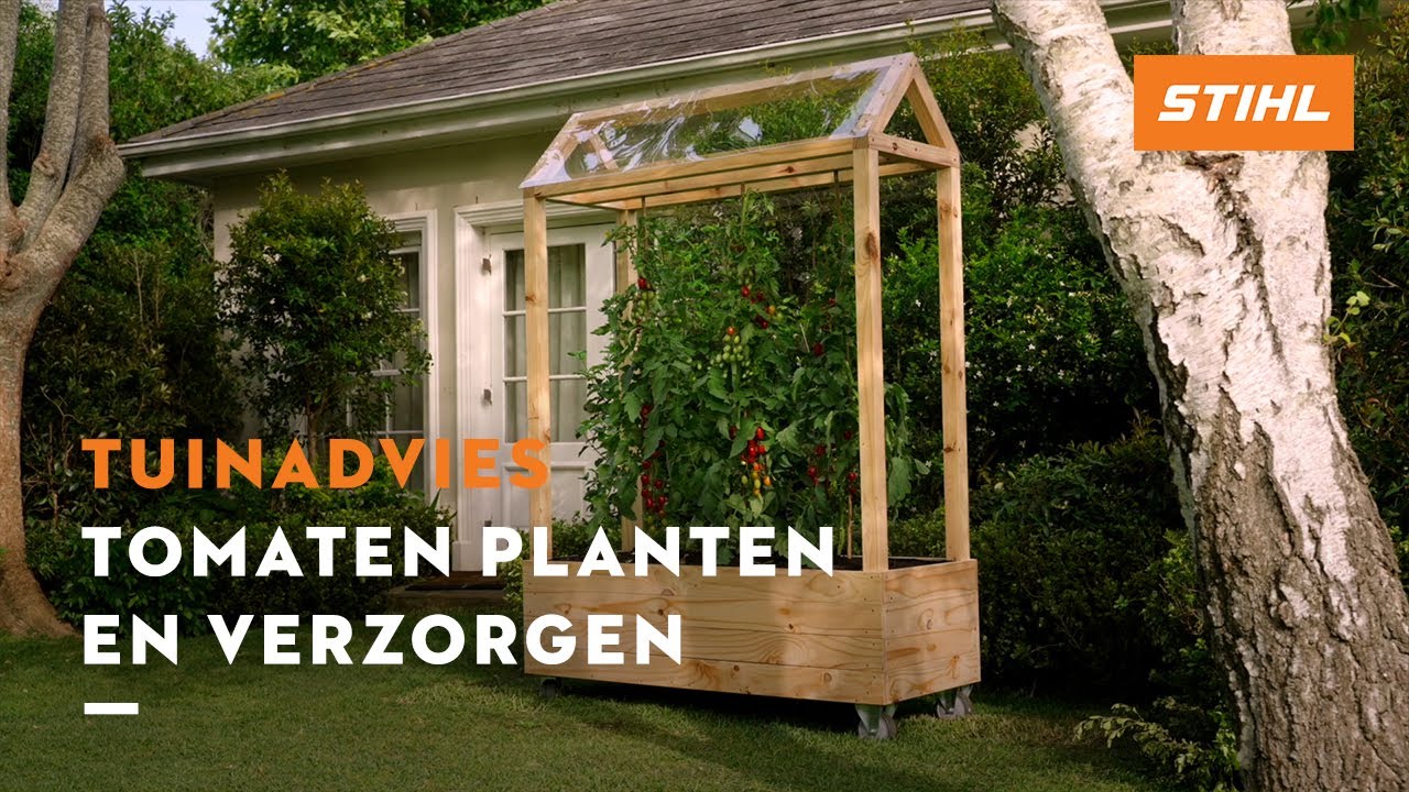 Tomaten planten en verzorgen - STIHL Tuintips