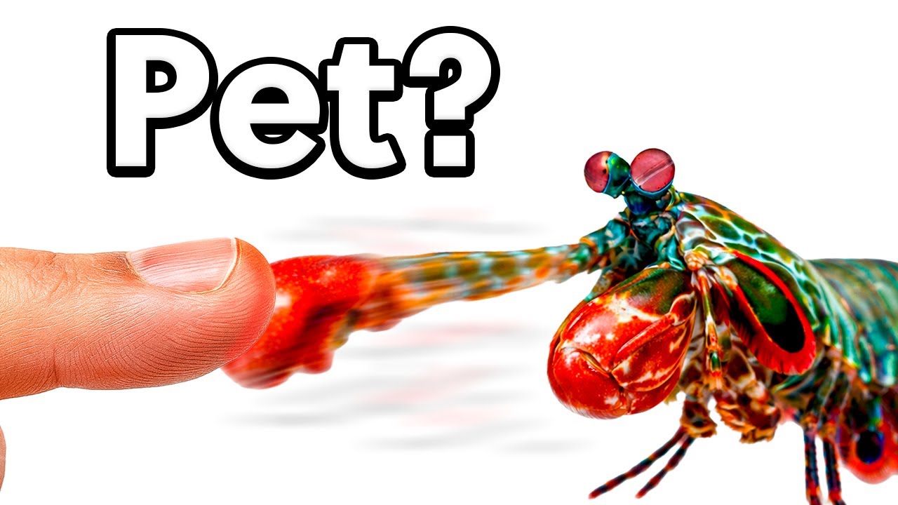 Eu Tenho uma Lagosta BOXEADORA como pet (sim, é real!)