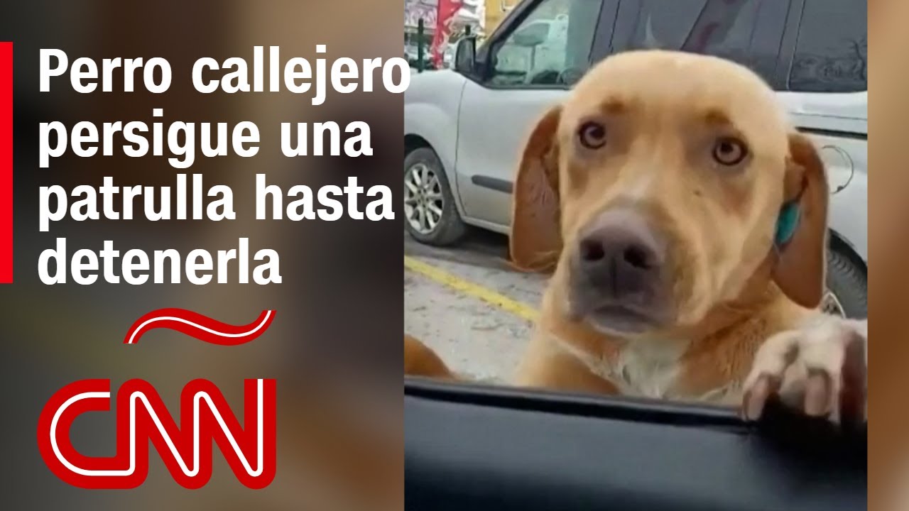 Este perro callejero persiguió una patrulla de policía sin descanso ¿La razón? Buscaba comida