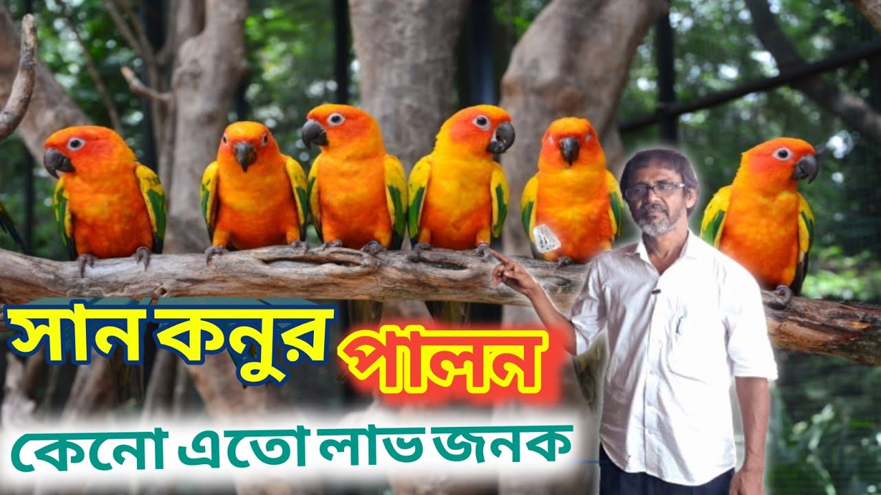 বাণিজ্যিক ভিত্তিতে সানকনুর পালন কতটা লাভজনক?sunconure farming in West Bengal./Bird from