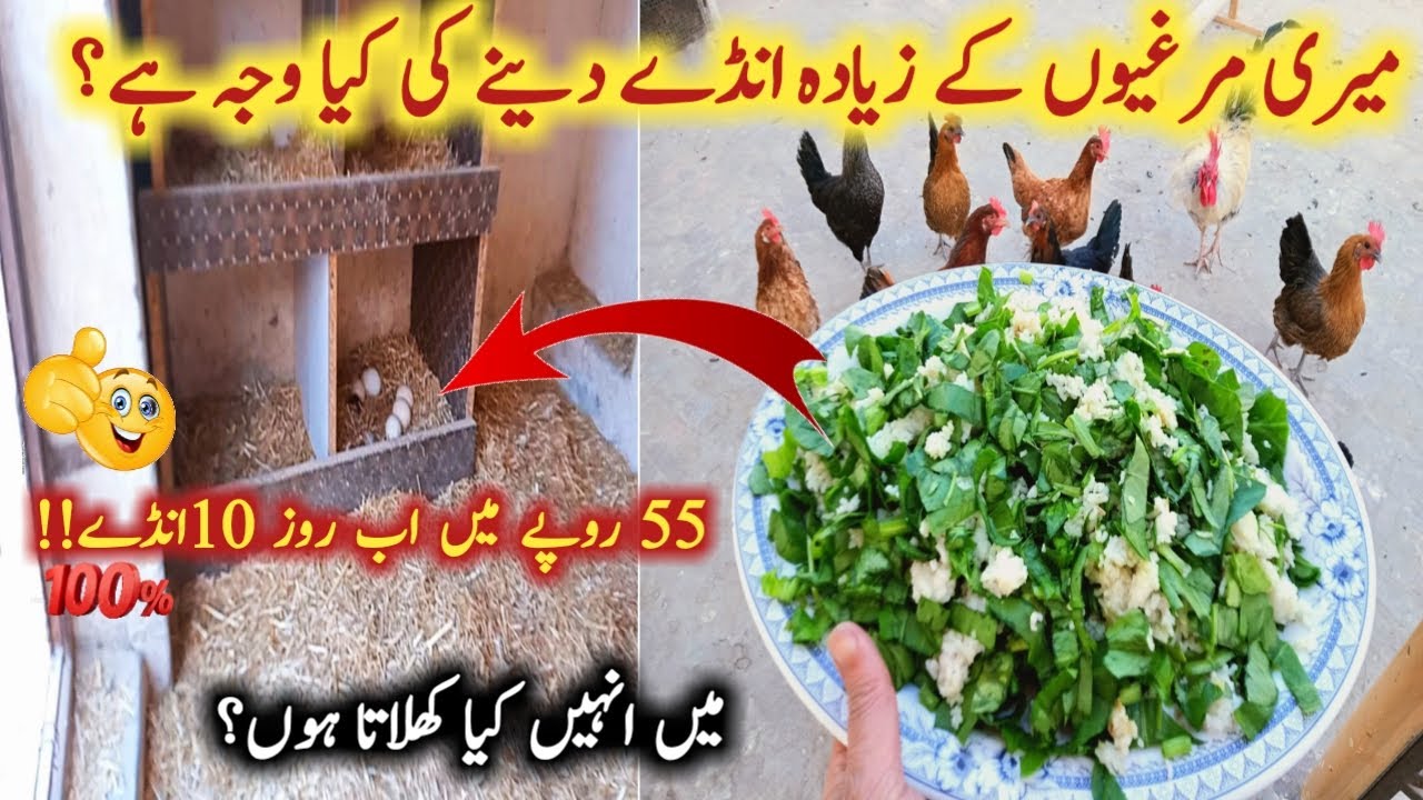 Tips to get more eggs from hens | Hen cheapest feed idea