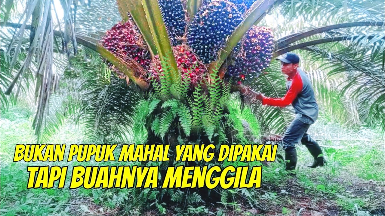 siapa yang melihat pasti ingin punya sawit seperti ini | sawit unggul dp sain 1 calabar