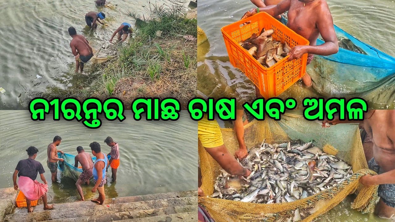 ନୀରନ୍ତର ମାଛ ଚାଷ ଏବଂ ଅମଳ || Multiple Seed Stocking For Multiple Harvesting 