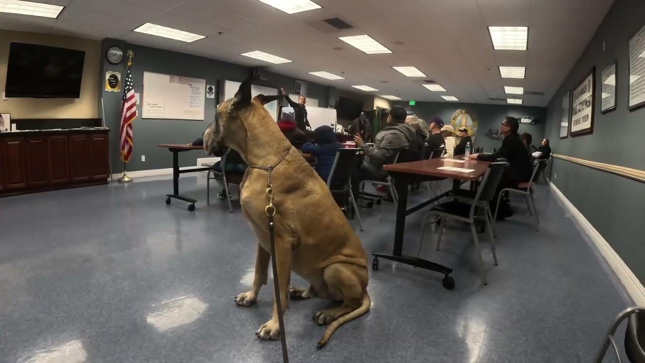 Cash 2.0 Great Dane tours a Los Angeles Police Station (1 of 2)