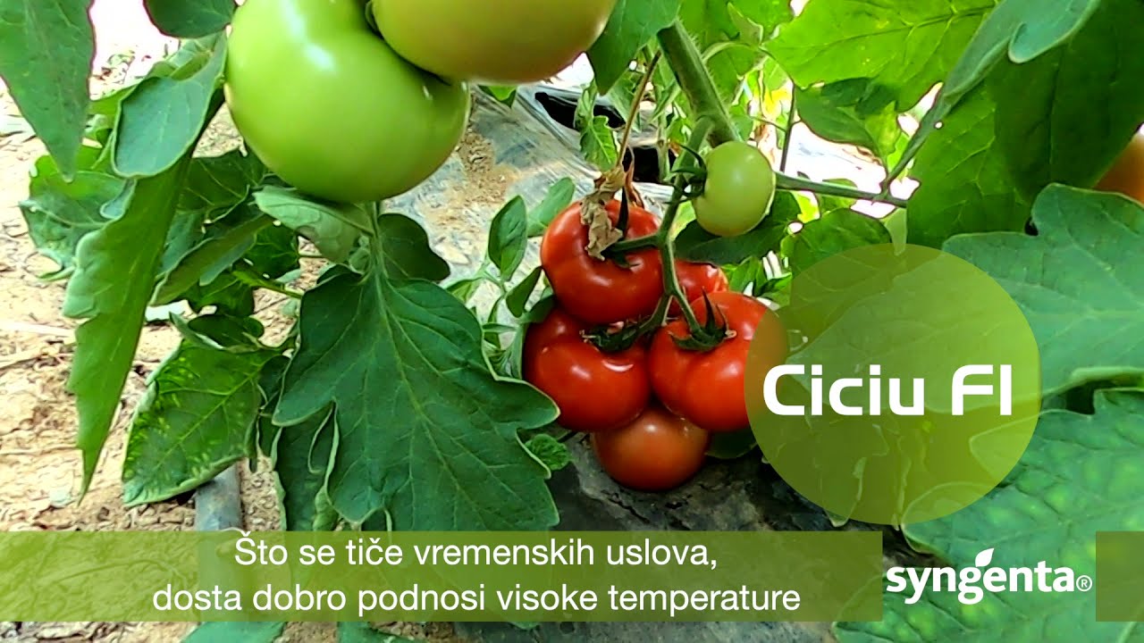 EPOHALNO! Paradajz koji slave i proizvođači i potrošači - CICIU