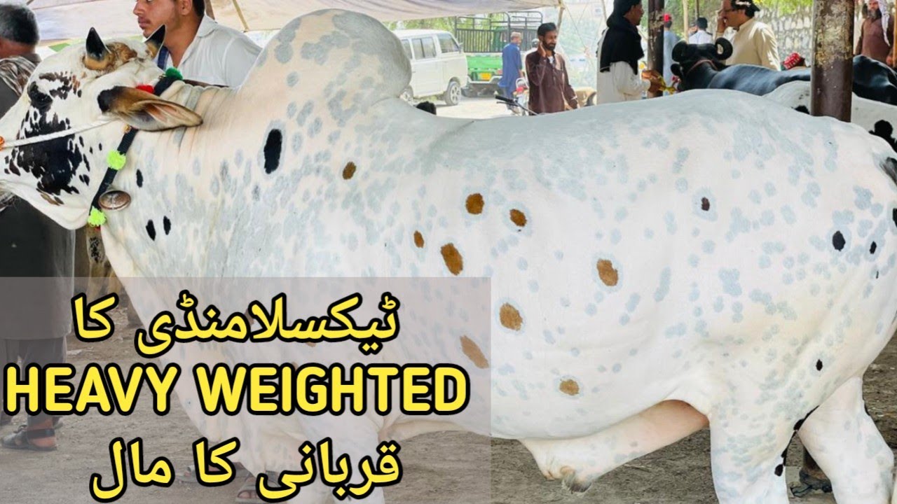 Heavy weighted Bulls Of Taxila Mandi Cattle Market