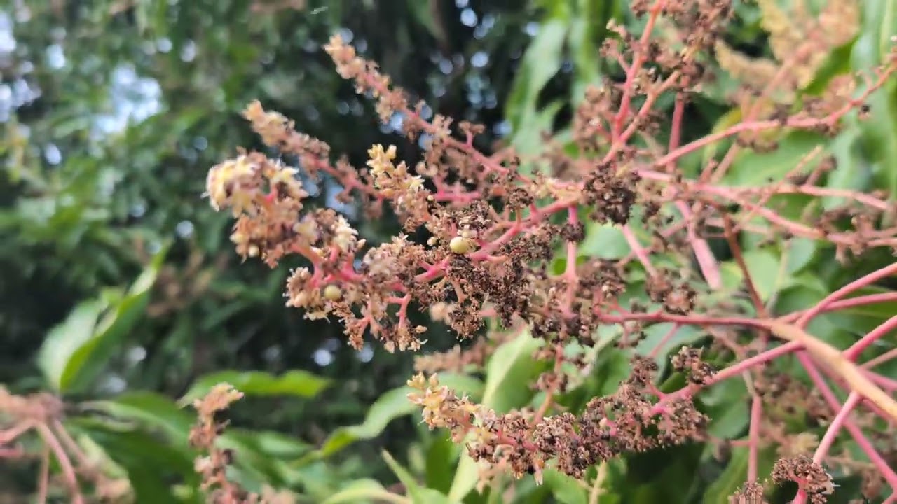 Freeze 🥶🥭🥶🥭 and Garden Update 