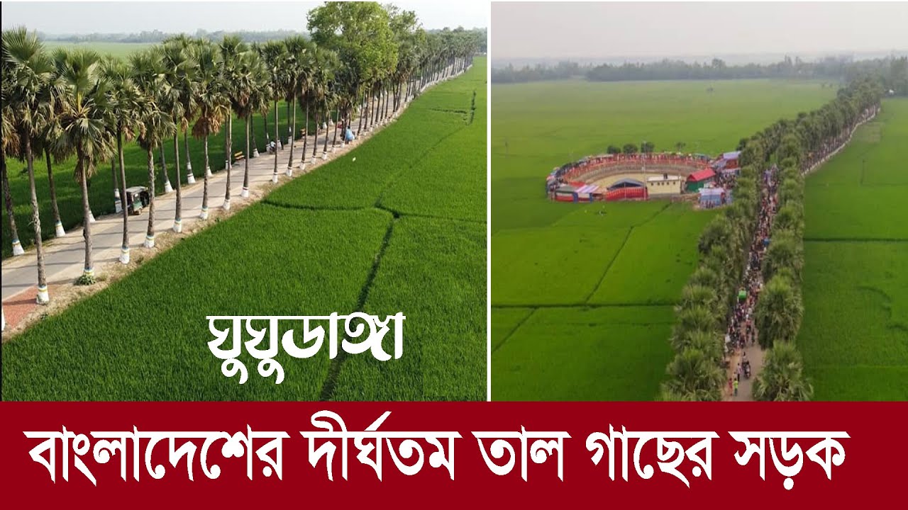 ঘুঘুডাঙ্গা : বাংলাদেশের দীর্ঘতম তাল গাছের সড়ক !! Ghughudanga: Largest Palm Tree Road in Bangladesh