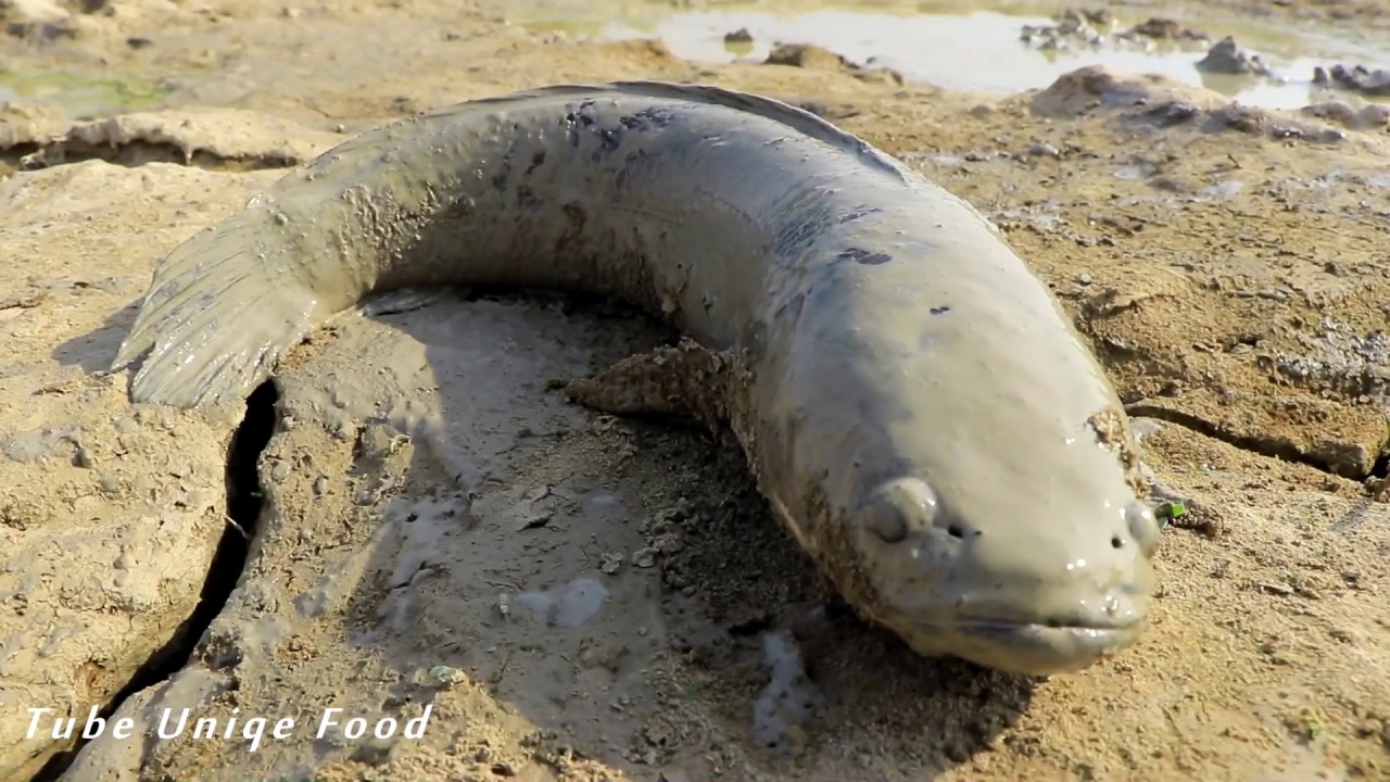 New Fishing 2020 - Find Snakehead Fish In Dry Season Mud By Hand