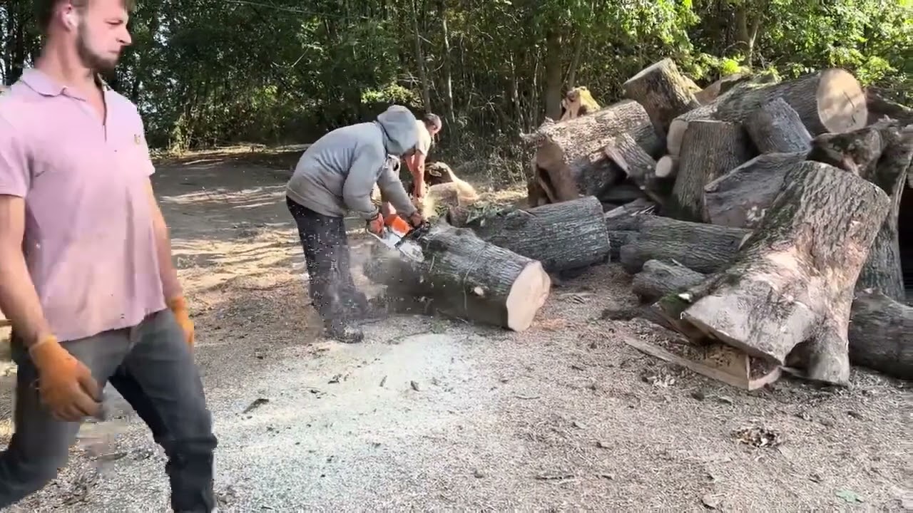 🌳🌳🌳🌳🌳🌳